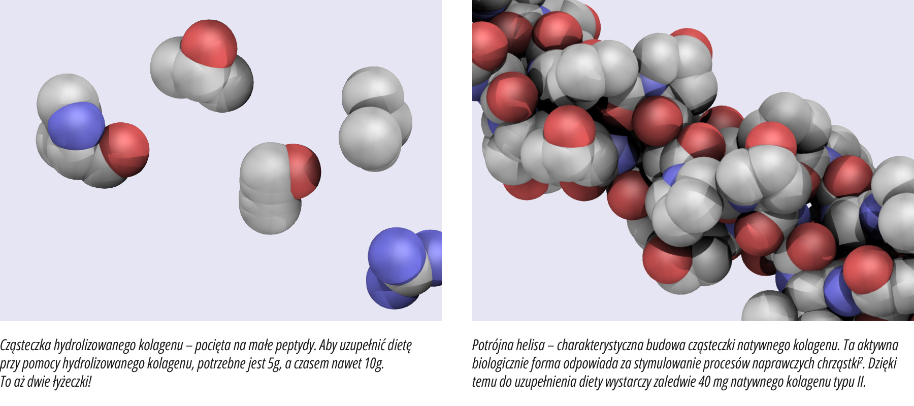 Natural Pharmaceuticals Movisan™ Collagen II Model molekularny hydrolyzowanego kolagenu podzielonego na małe peptydy po lewej oraz potrójna helisa natywnego kolagenu typu II po prawej, ukazujące różnice w strukturze i dawkowaniu suplementów kolagenowych.
