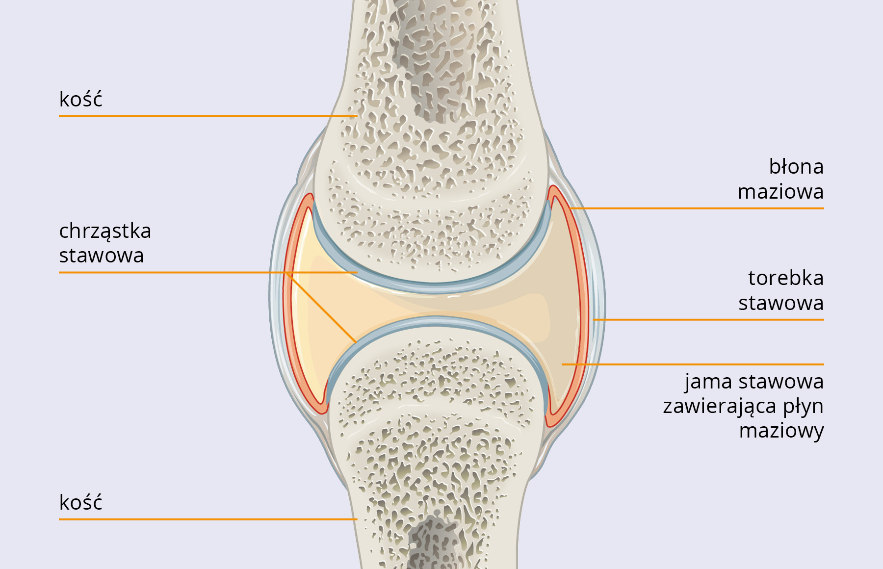 Natural Pharmaceuticals Movisan™ Collagen II Schemat budowy stawu z oznaczeniem kości, chrząstki stawowej, błony maziowej, torebki stawowej oraz jamy stawowej zawierającej płyn maziowy.